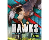 Hawks by Sommer, Nathan